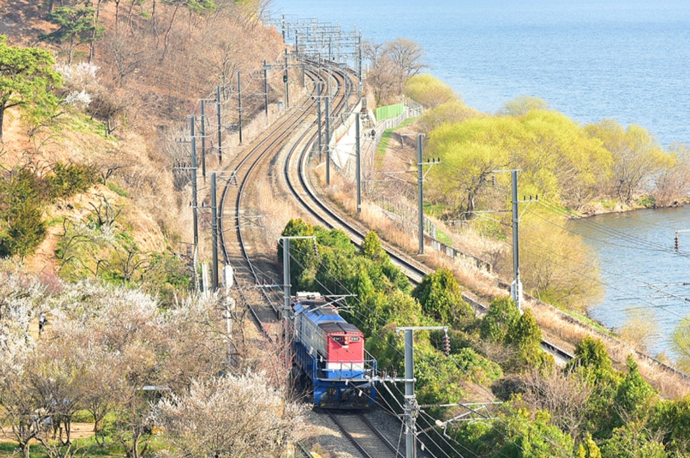 원동 매화축제 안내 2025년