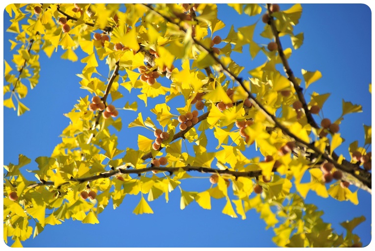 은행의 혈액순환 효과