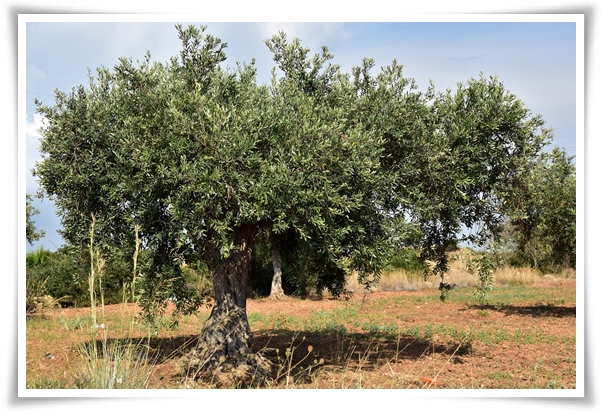 "올리브나무 키우기" 집에서 즐기는 지중해의 향기 정원!