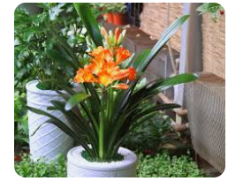 군자란 관리법 알아보기