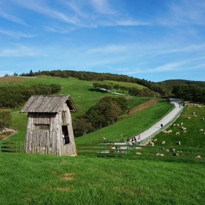 국내 겨울 여행지 평창 양떼목장