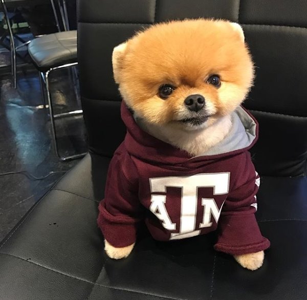 포메라니안 지프 사진