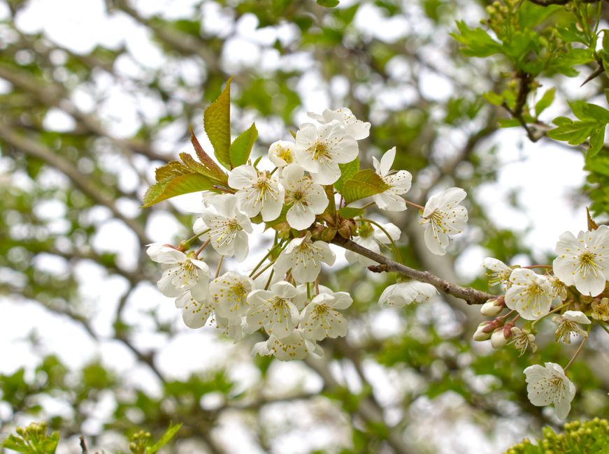 Close-up of beautiful white cherry blossoms blooming on a branch during springtime.