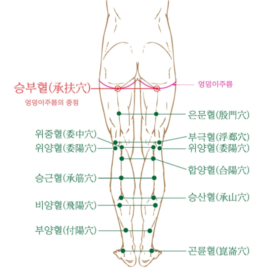 인체의 다리 뒷쪽에 위치를 한 족태양방광경의 경혈, 승부, 은문, 부극, 위중, 위양, 위중, 합야으 승근, 승산, 비양, 부양, 곤륜 경혈의 위치를 표시한 그림