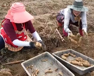 덕유산천마