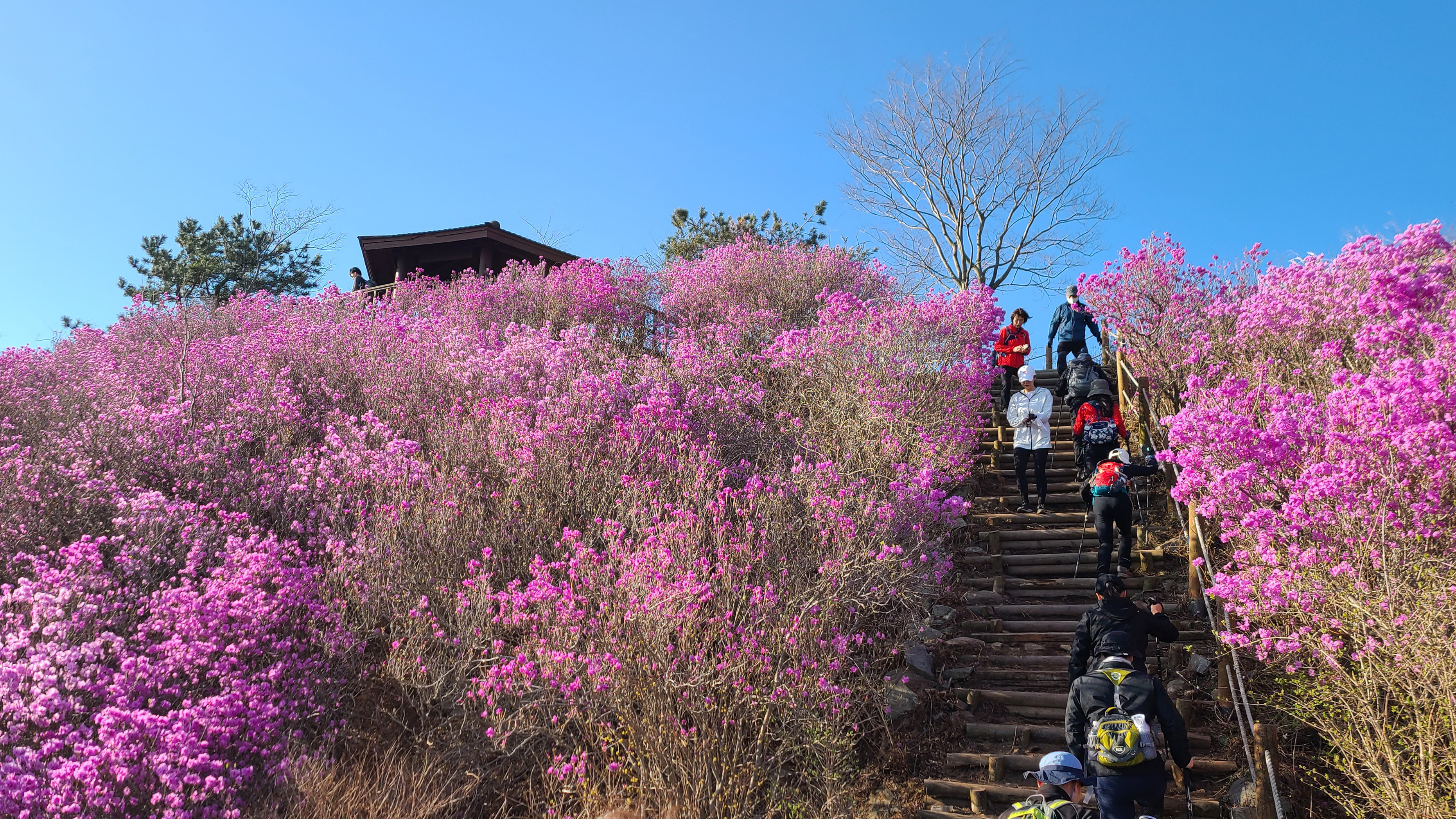 창원 천주산 진달래꽃 축제