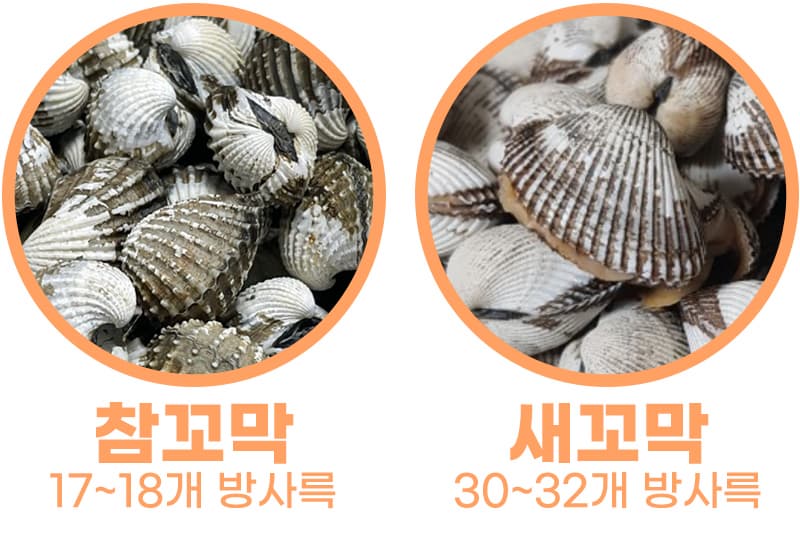 참꼬막 새꼬막 차이