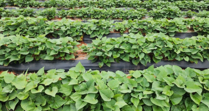 주말농장 인기작물 1위 고구마