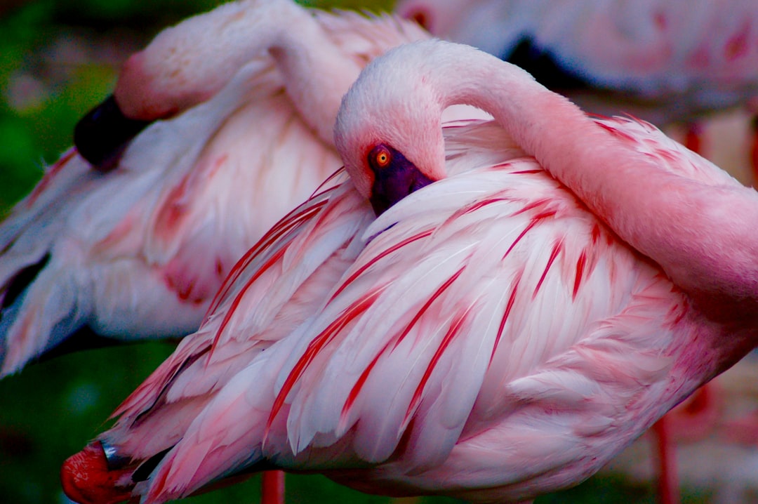 Flamingo.
