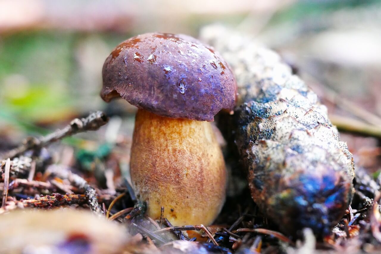 봉화 송이 한약우 축제 기본정보