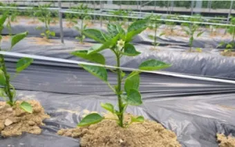 비료 주는 시기 기비 추비 요소 인산 가리 엽면시비_23