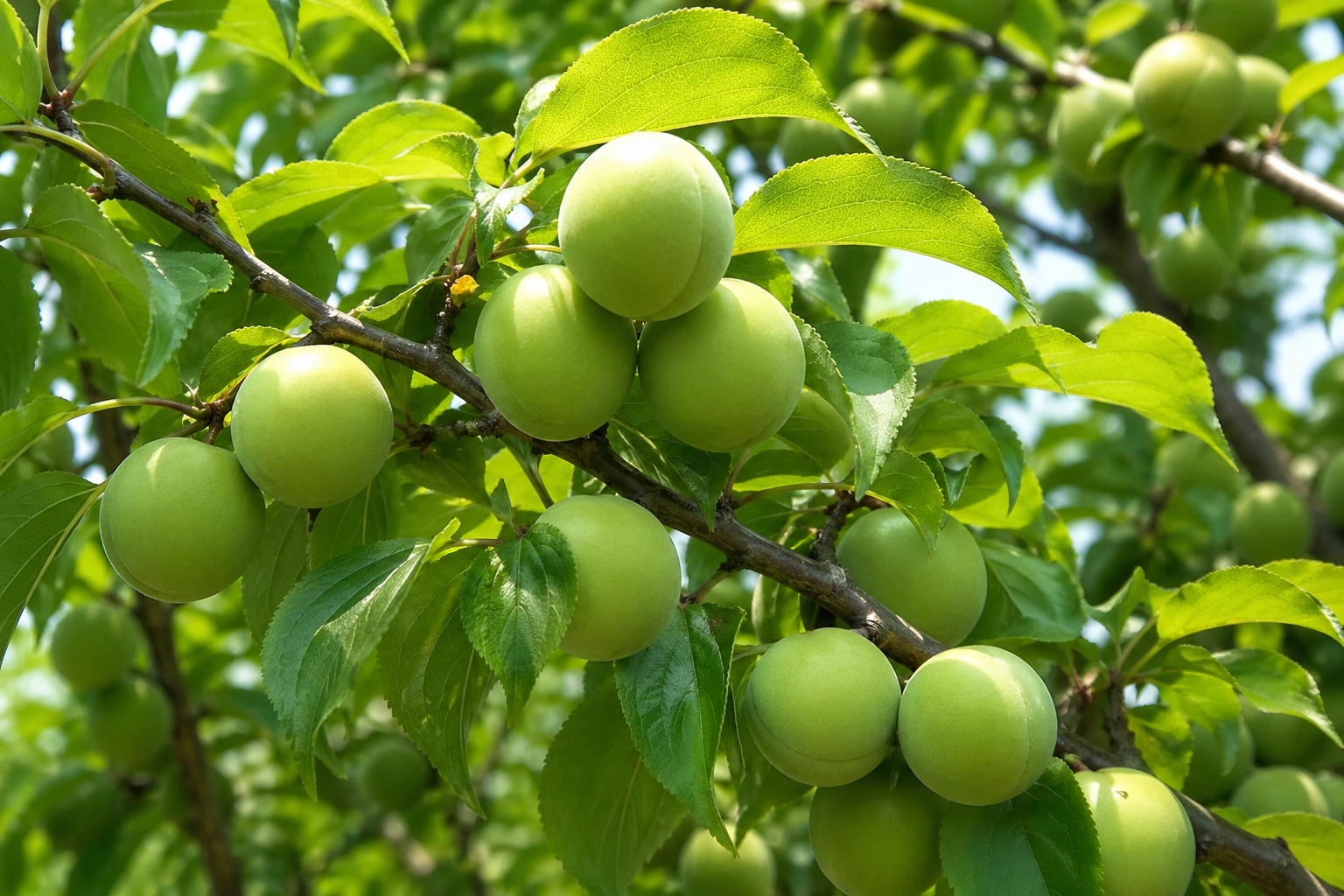 매실은 우리 몸에 득이 될까요? 약 일까요?