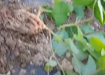 더덕씨앗 파종 시기와 키우는 방법 1