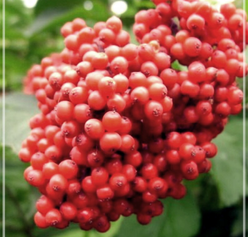 접골목의 효능과 먹는 방법