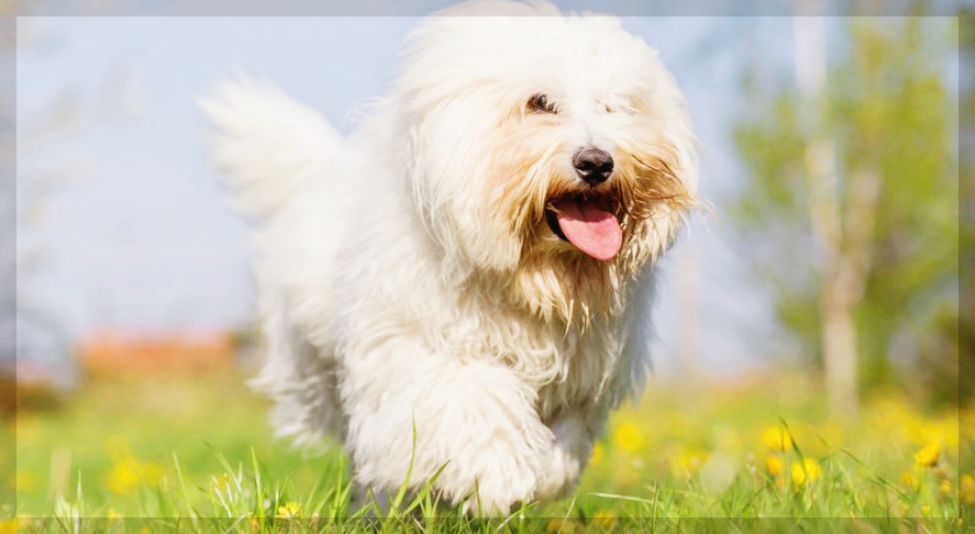 꼬똥 드 툴레아 외모, 특성, 건강 1분 총정리