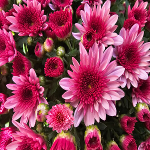 가을여행-국화축제 