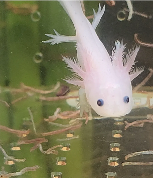 우리집 우파루파, 우파루파