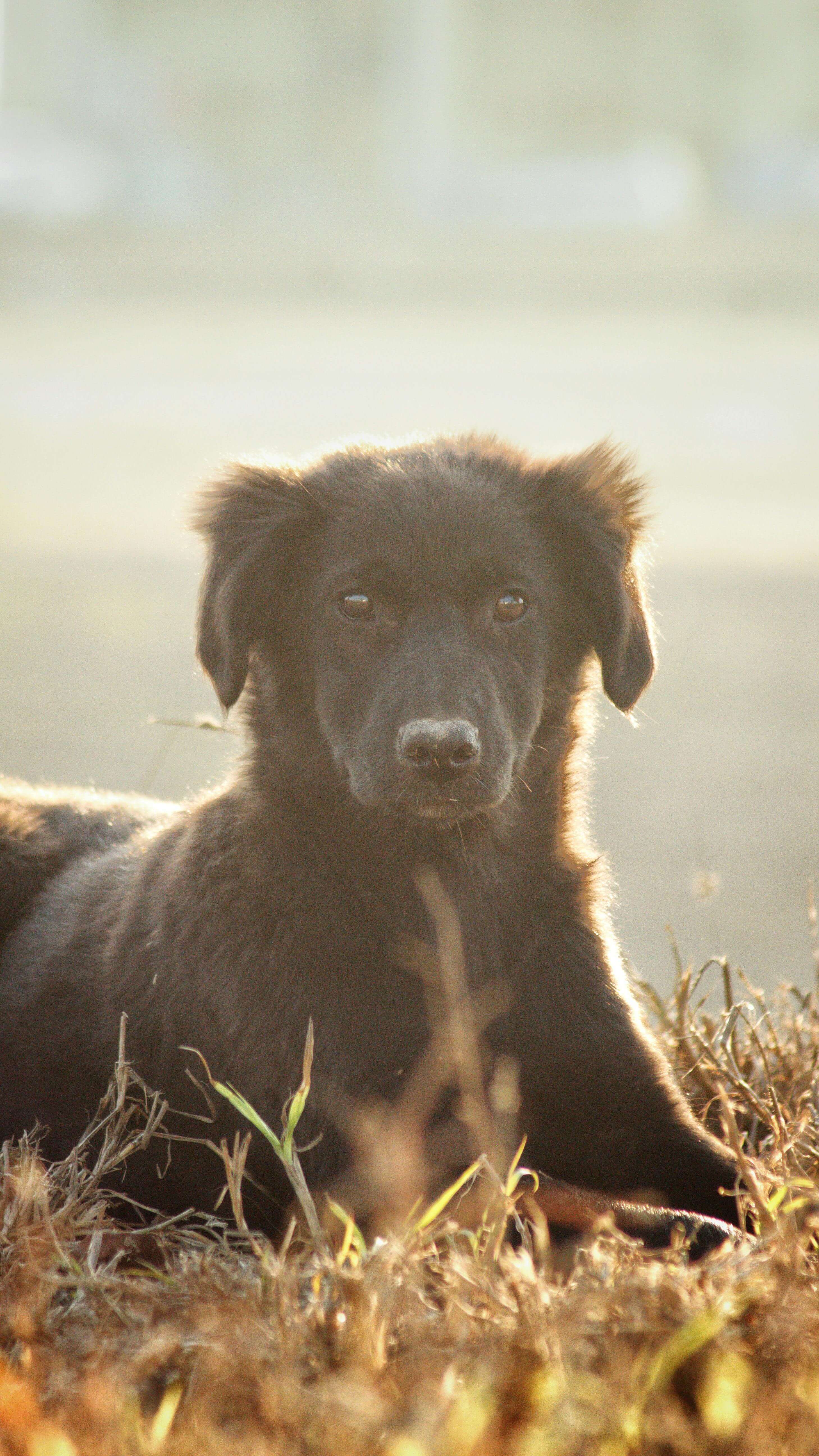 겨울철 강아지 제철과일 및 채소 주면 안되는 과일 주의사항