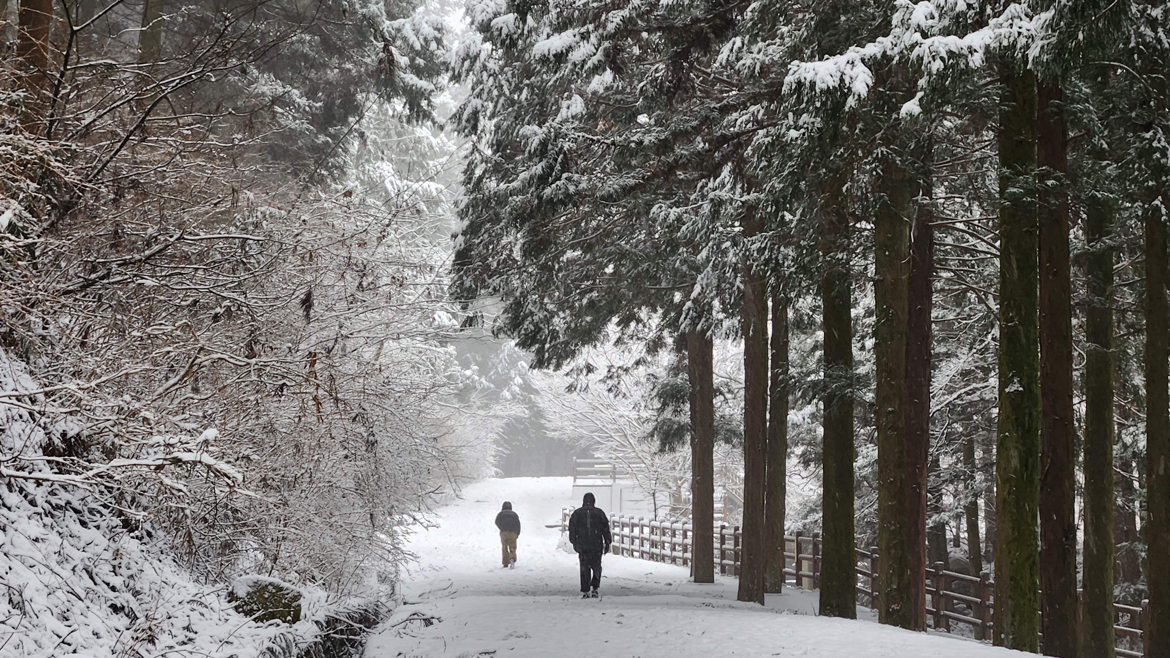 장성 치유의숲 오르는 길. 데크길보다 오솔길로