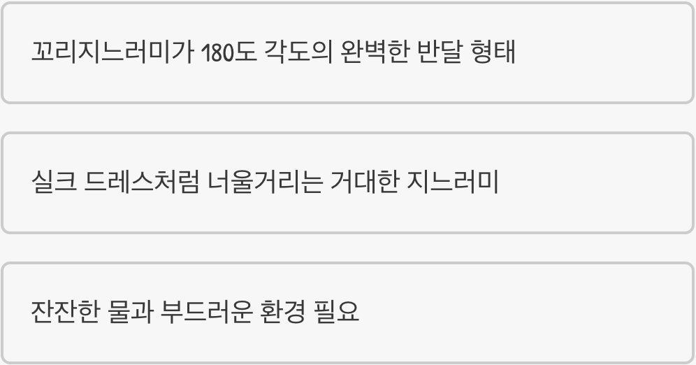 하프문 베타 - 물속을 유영하는 드레스