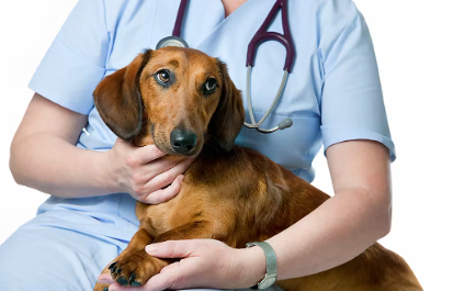 의사한테 안겨있는 강아지