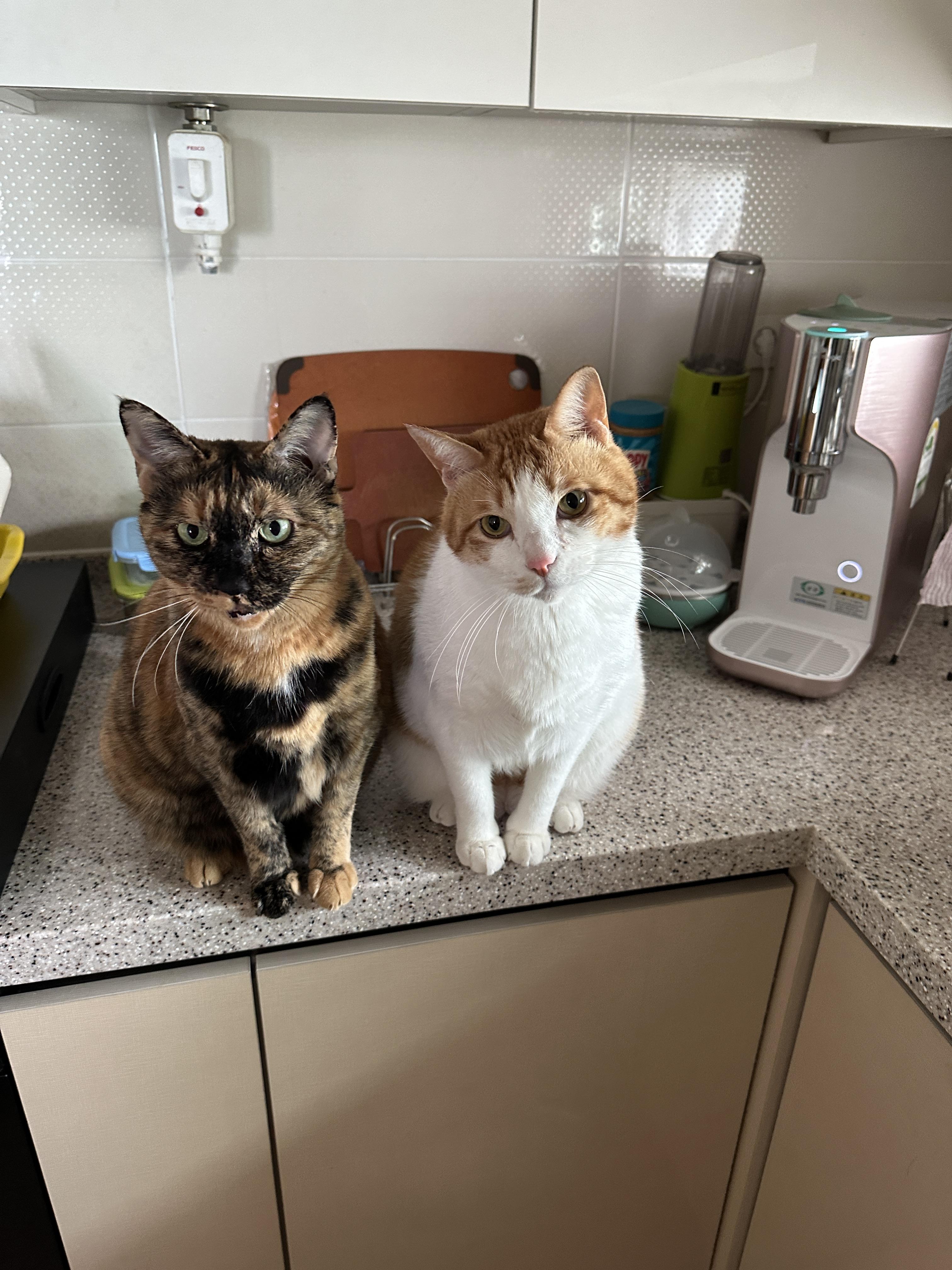 고양이들이 환장하는 짜먹는 간식이 있다! (feat. 건이랑 다다가 먹어주는 짜먹는 간식!)