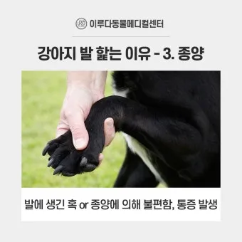 고양이가 발 핥는 이유_11
