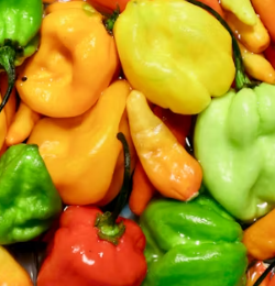 파프리카 효능 부작용 고르는법 칼로리