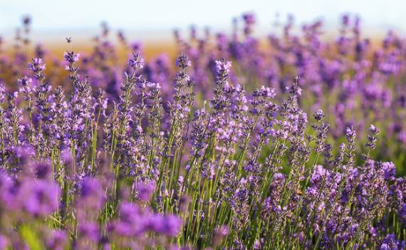 2025 무릉별유천지 라벤더 축제