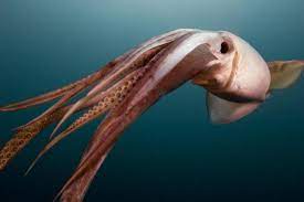 Humboldt-Squid