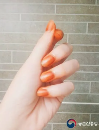 봉숭아물들이기 시기 시간 방법 유래 가루 지우기 임산부 아기 한눈에 1