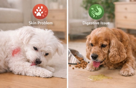 반려견 주요 질병 관련 사진