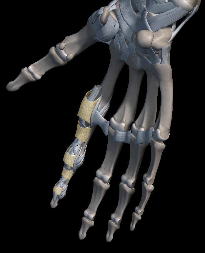 손가락 인대 구조