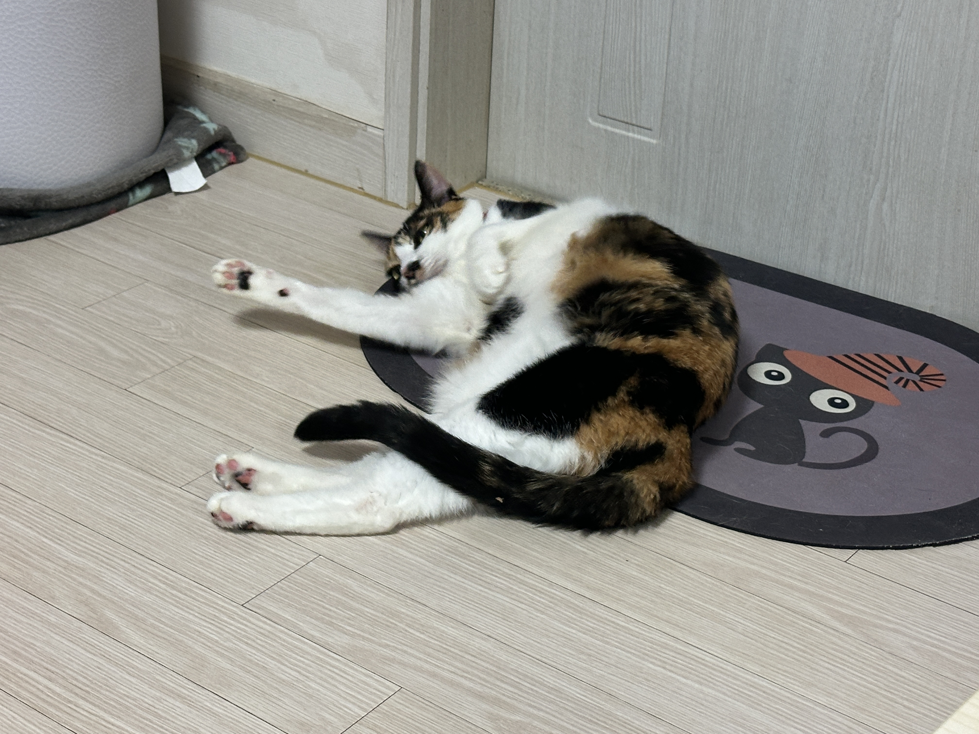 기분좋은_고양이_다다가_발매트_위에서_발라당발라당_하고_있음