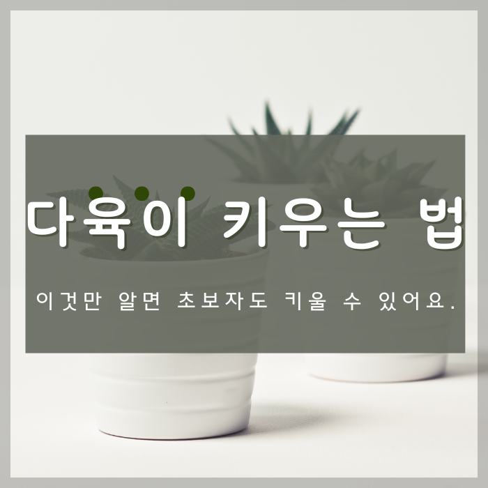 다육이 키우는 방법 총정리