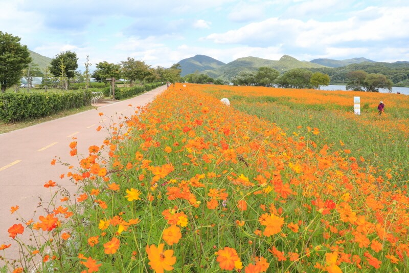 남양주 물의정원 양귀비 꽃밭