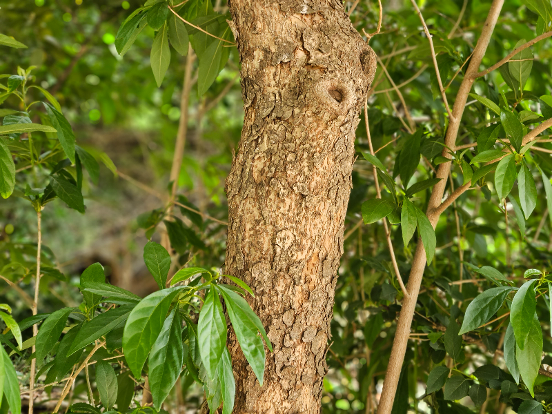 비목나무 수피2