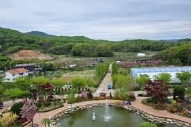 용인 자작나무숲 봄꽃 축제