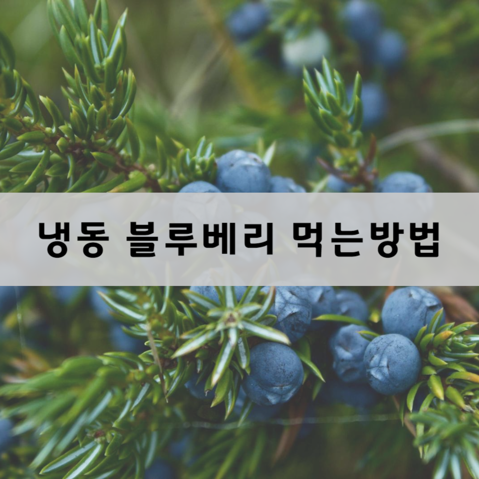 냉동-블루베리-먹는-방법