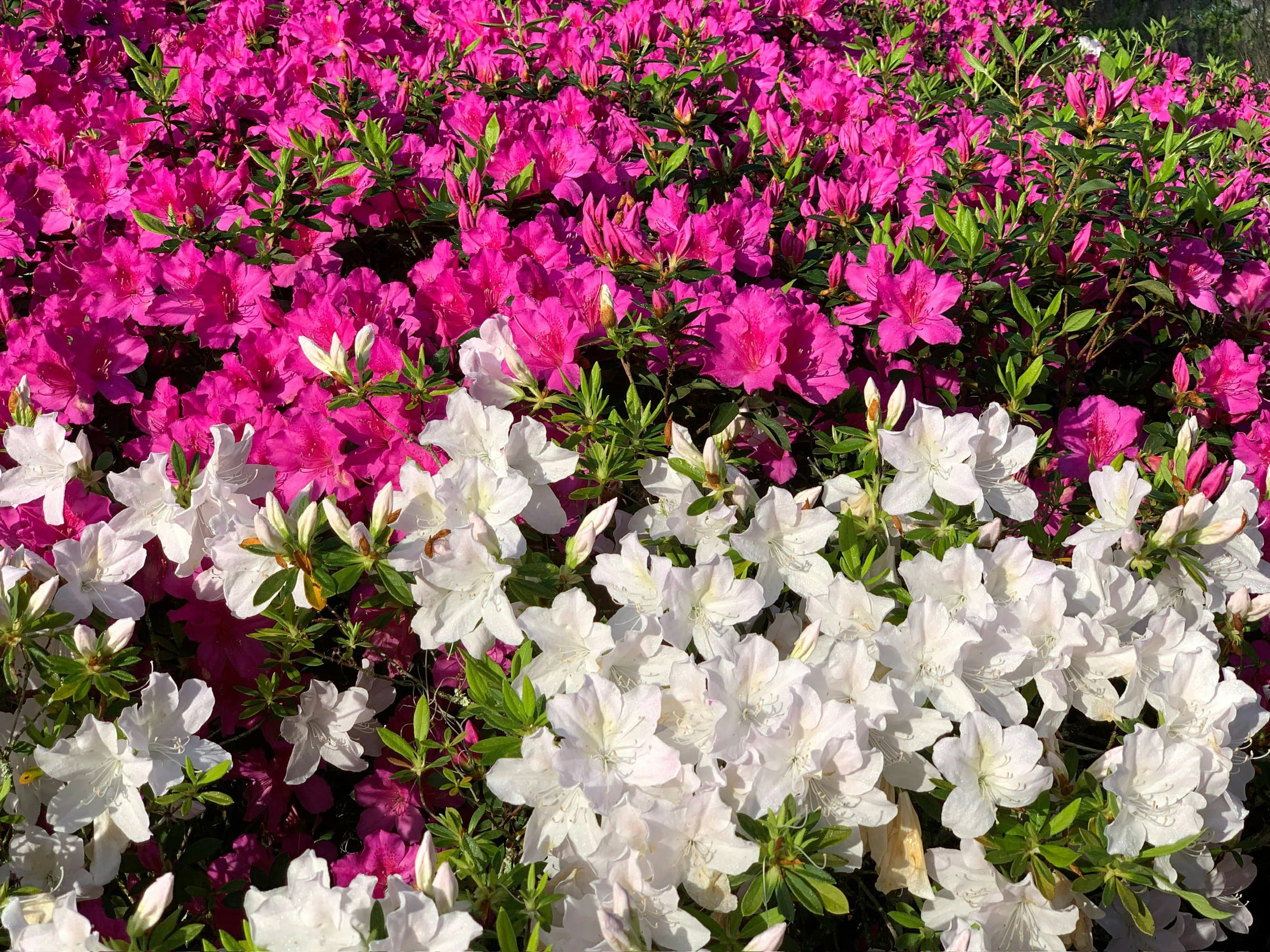 2026 황매산 철쭉축제 행사일정 총정리