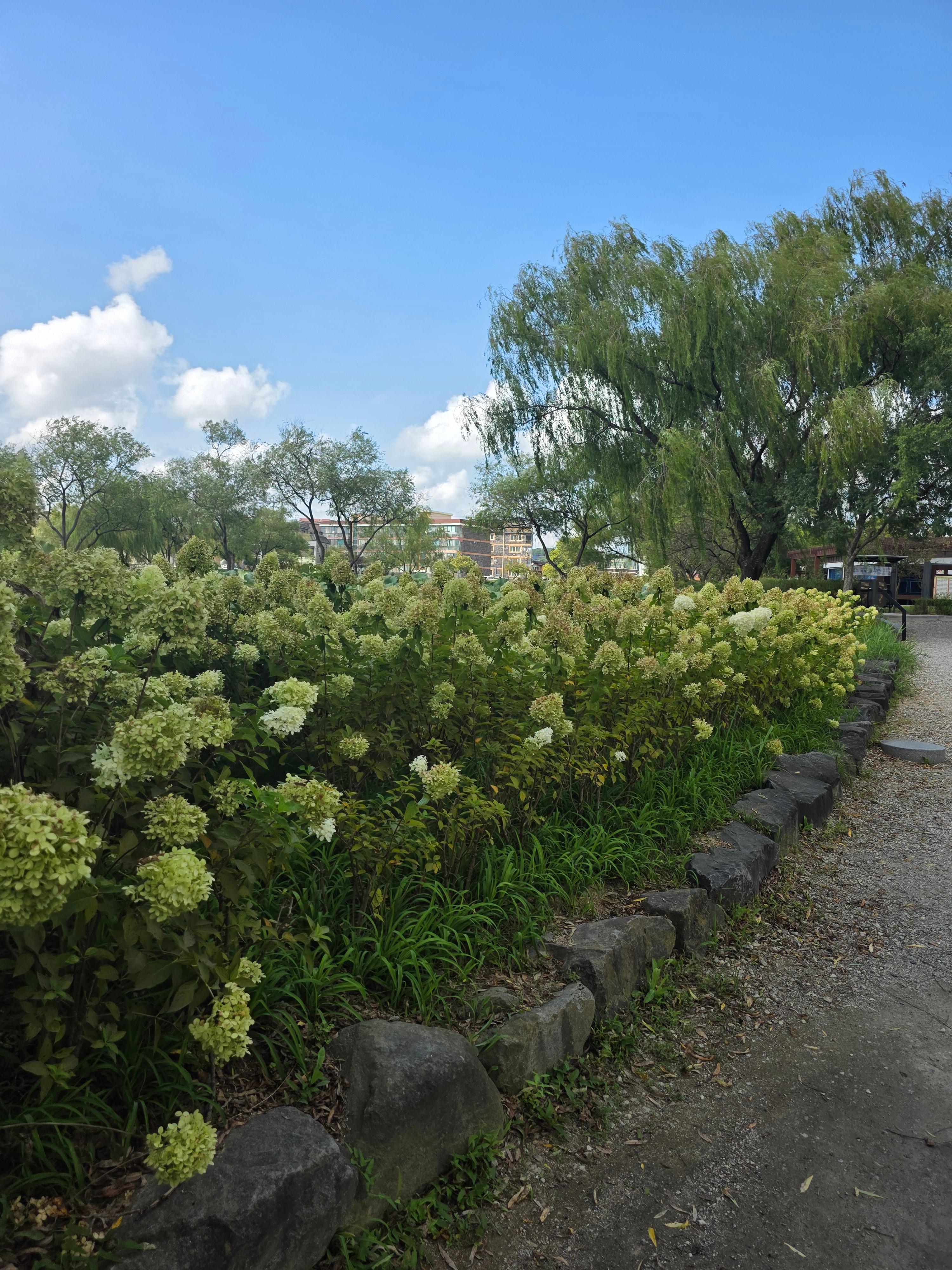 부여 궁남지 주차 운영시간 입장료 연꽃축제 서동요 백제 선화공주 11