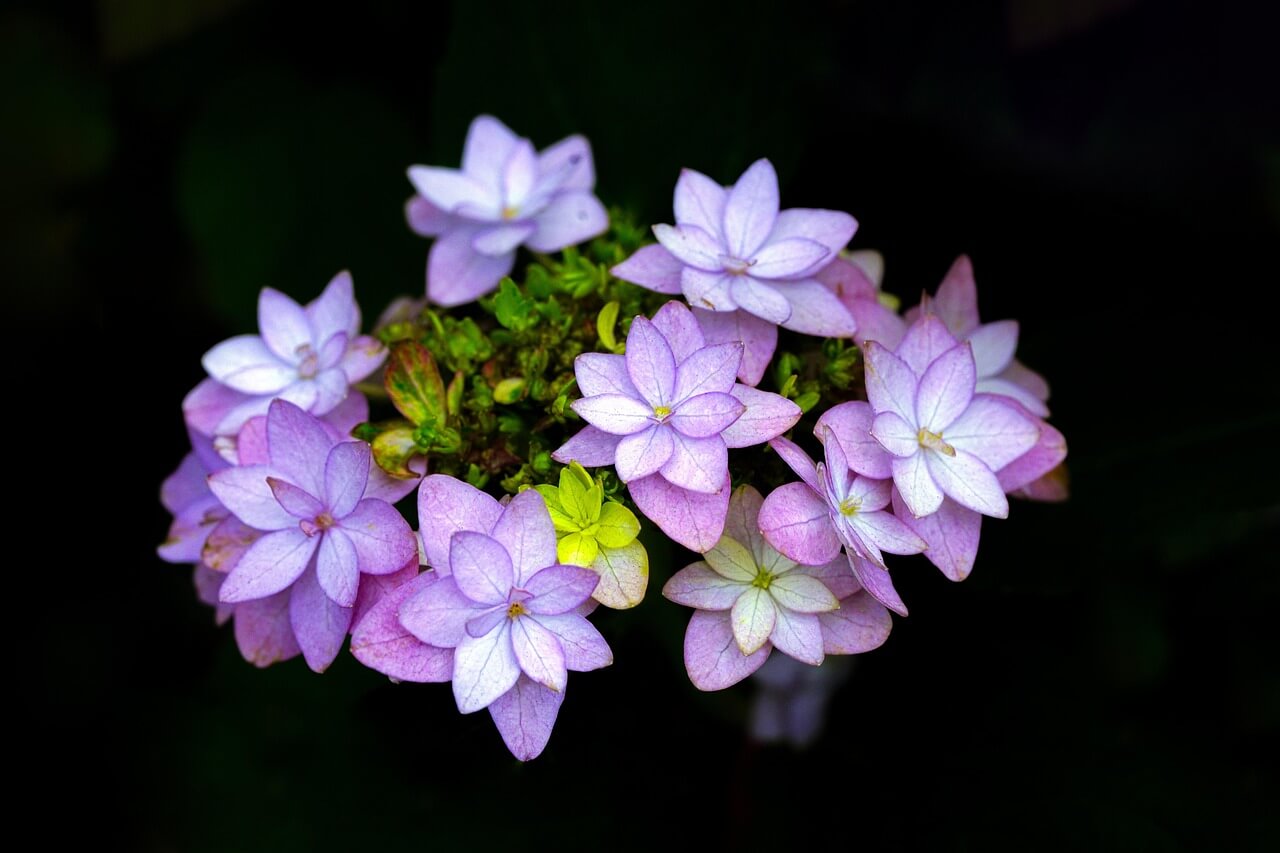 수국 종류