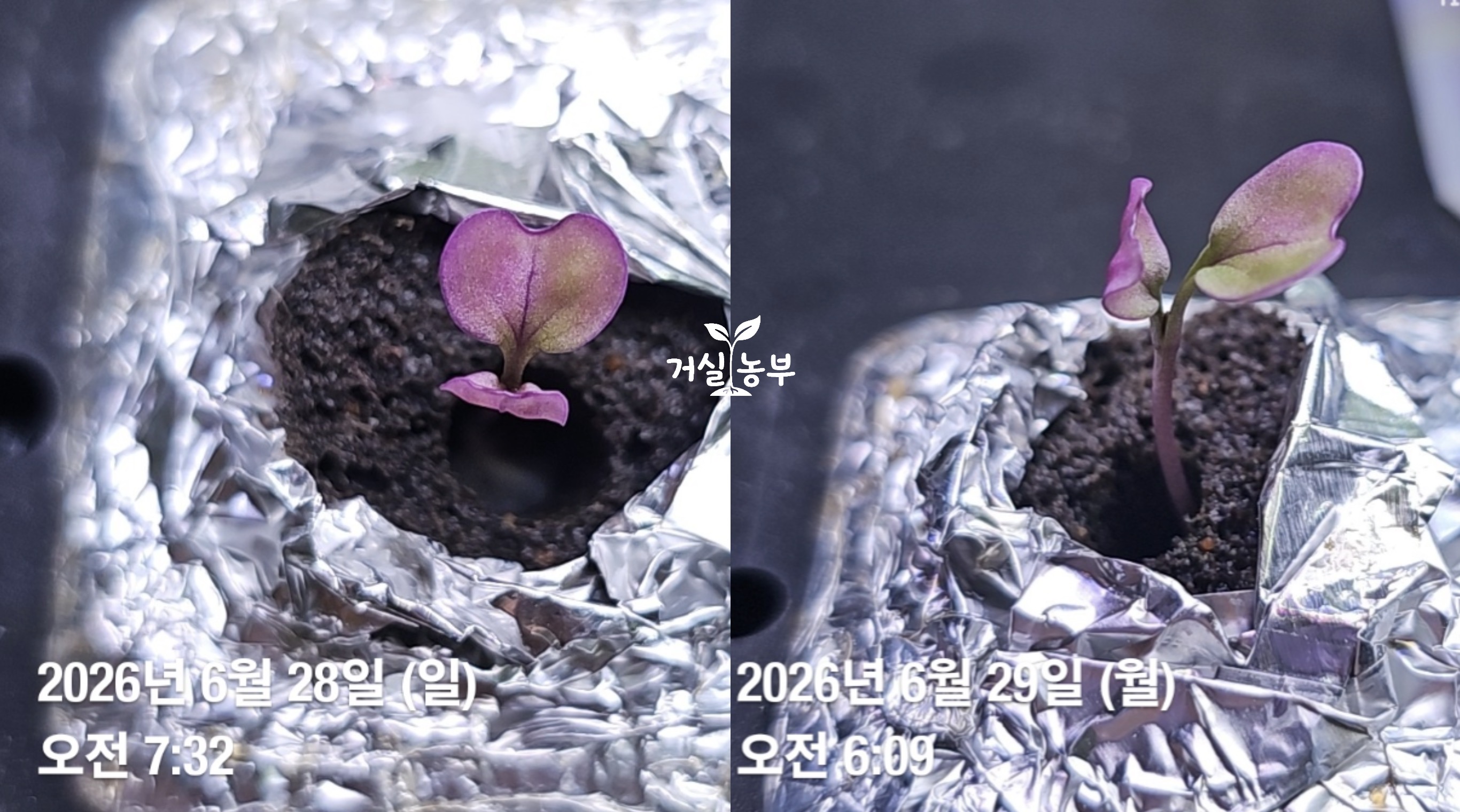 6월 28일과 29일 어둠에서 발아한 케일 자주색 떡잎 변화 비교