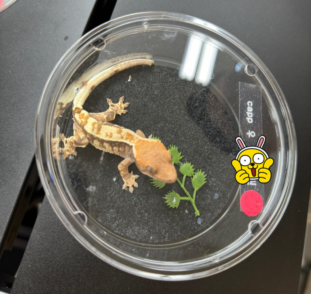 새로-분양받은-카푸치노-모프의-크레