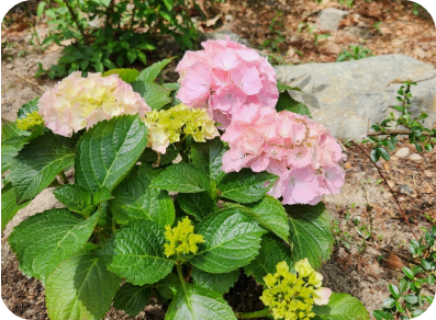 동림선원 화단에 핀 수국