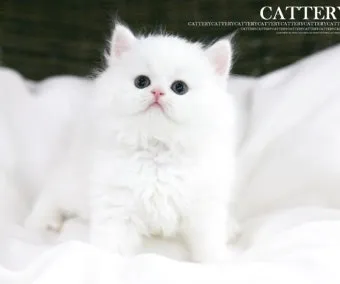 페르시안 고양이 유전병_8