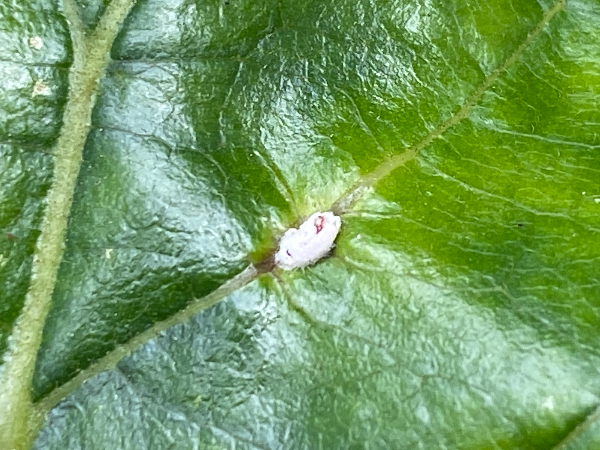 감나무주머니깍지벌레