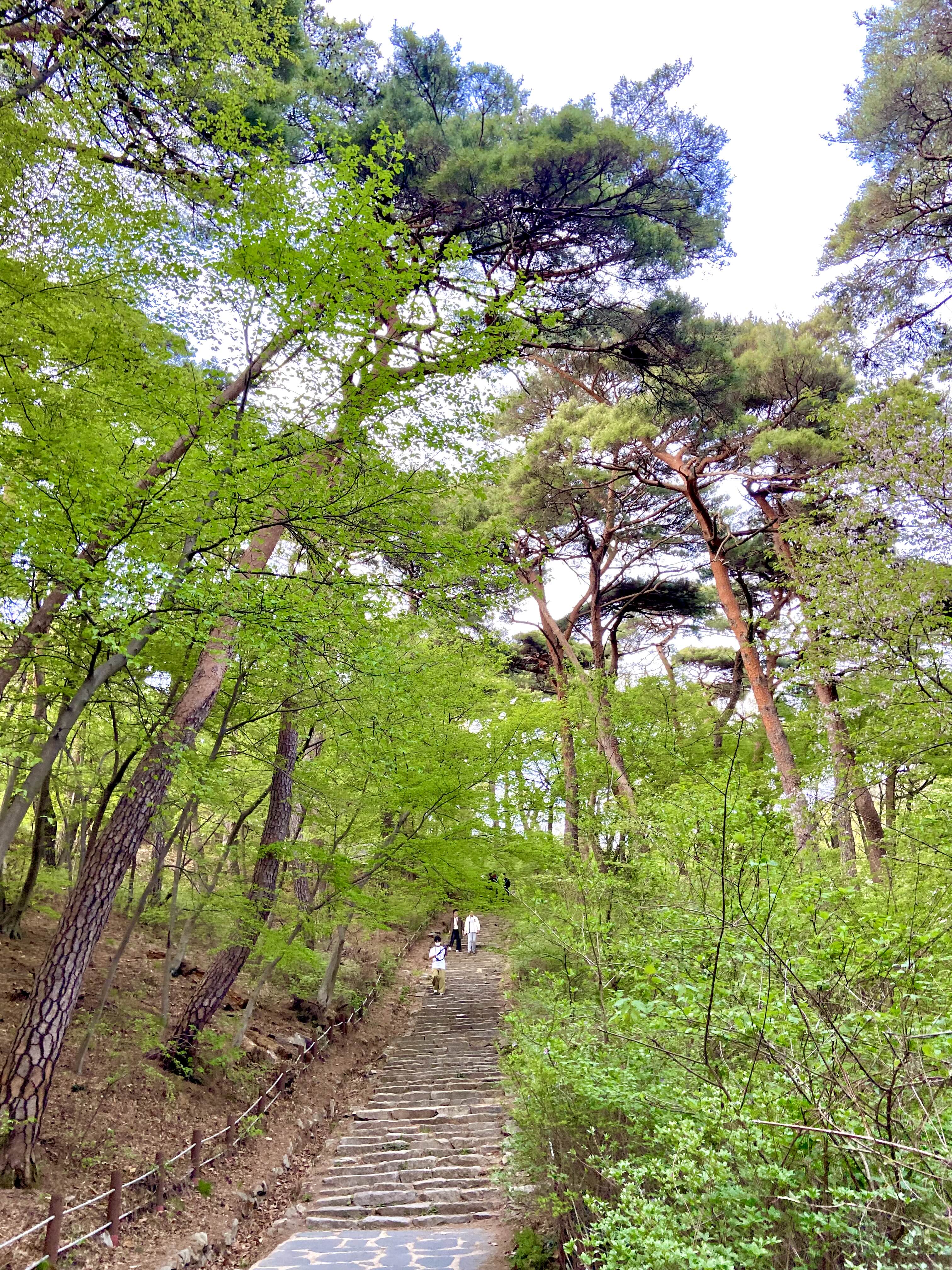 서산 겹벚꽃