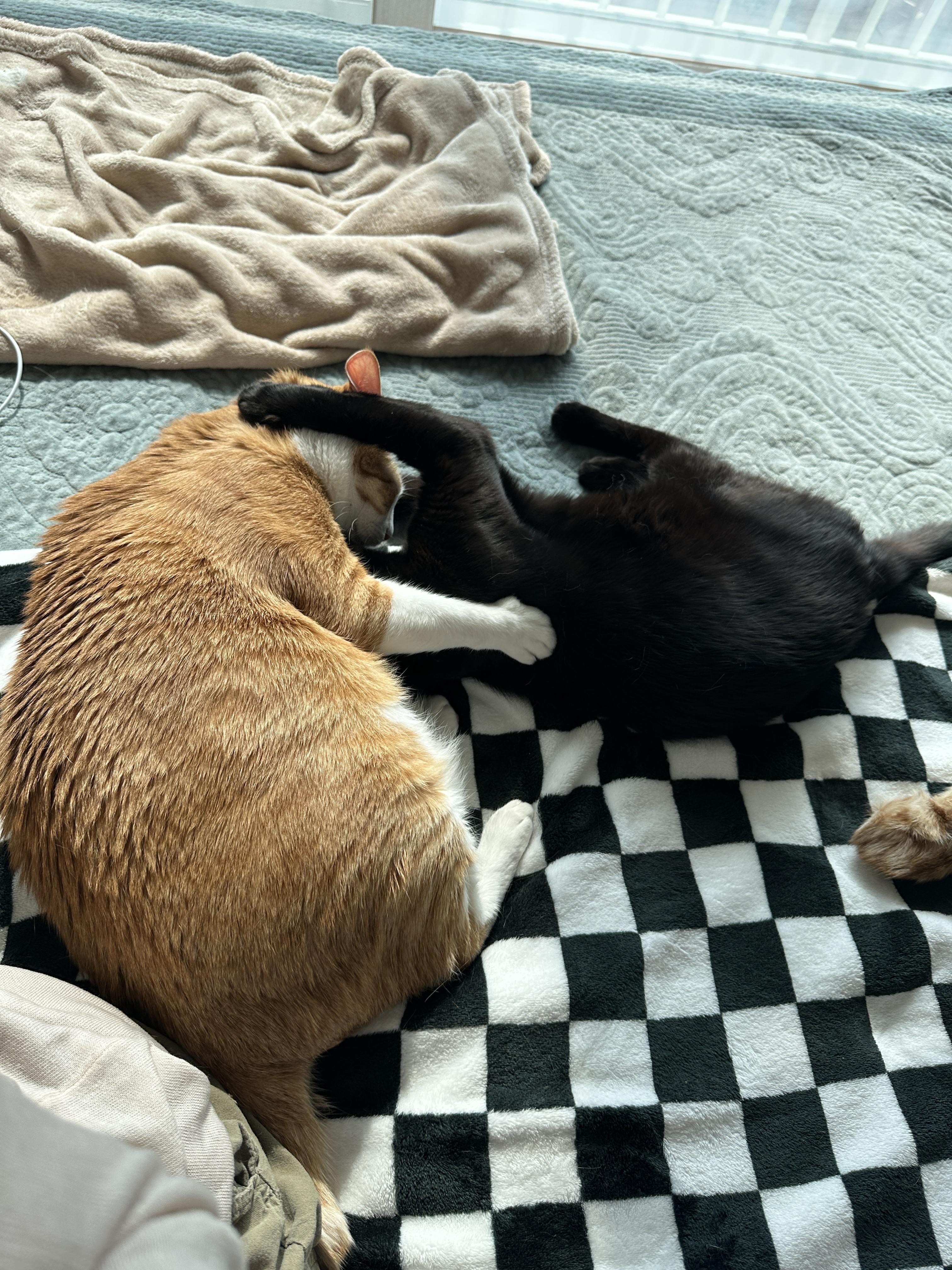 철든 형아와 철없는 동생