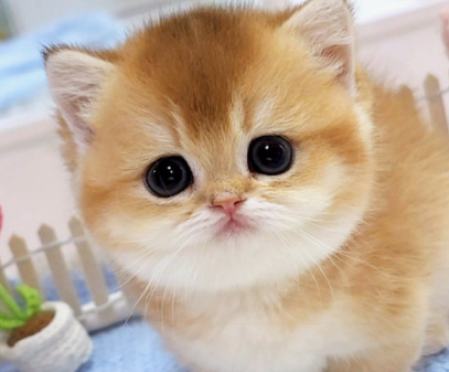 사람들이 제일 좋아하고 키우기 쉬운 고양이 TOP 5